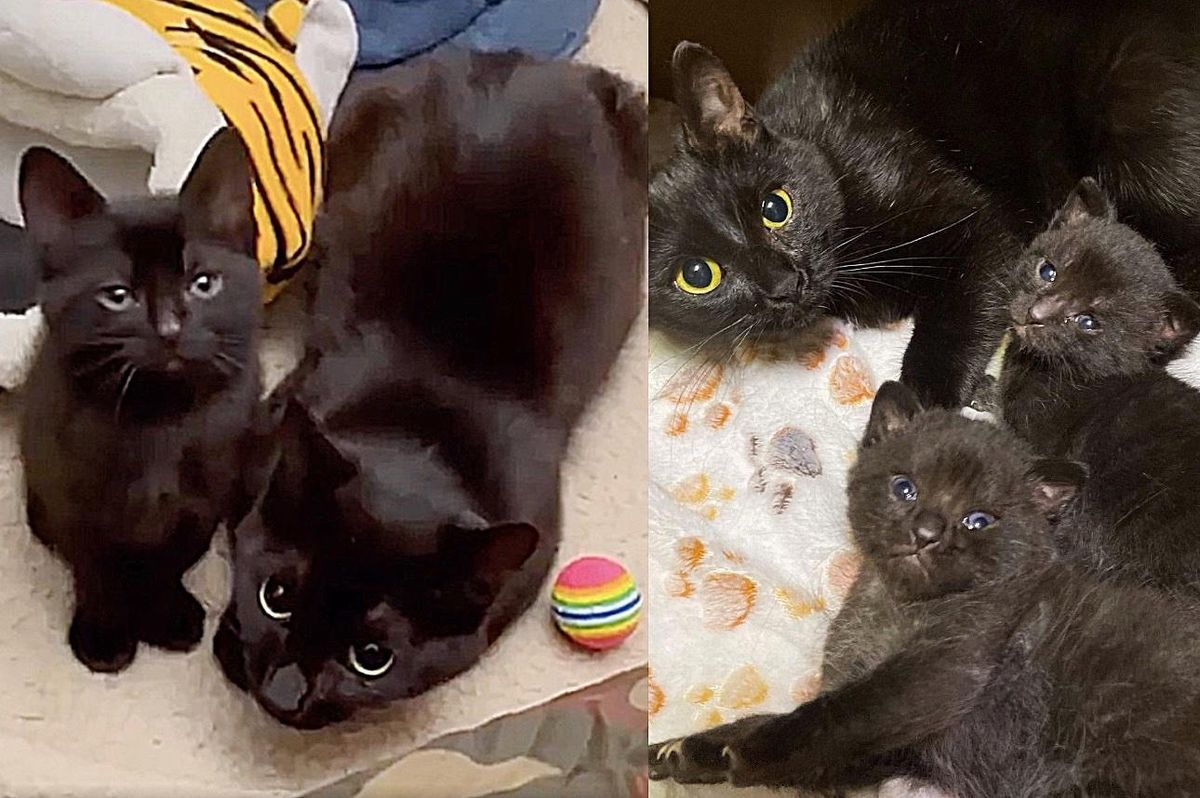 Feral Cat Warms Up to Her Rescuer When She Realizes Her Kittens are in Good Hands