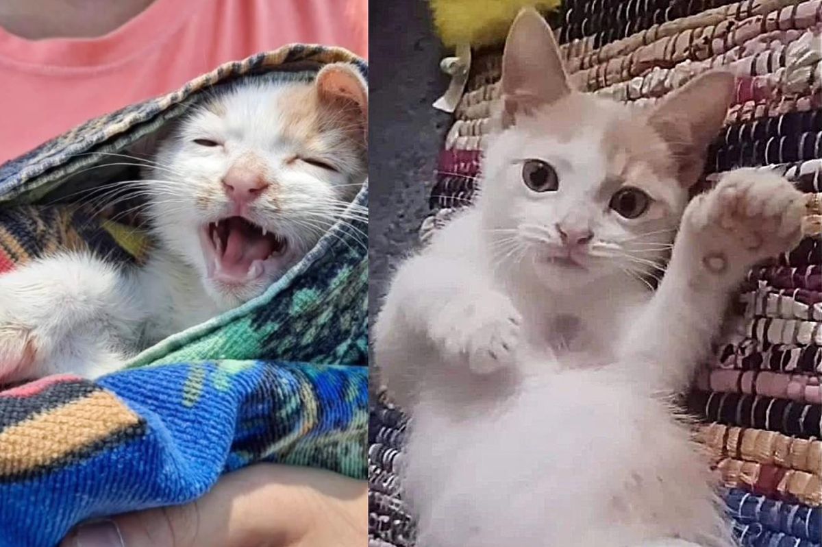 Kitten Climbs a Kennel Door at Shelter, Now Has Other Cats and a Kind Person to Help Him Live a Full Life