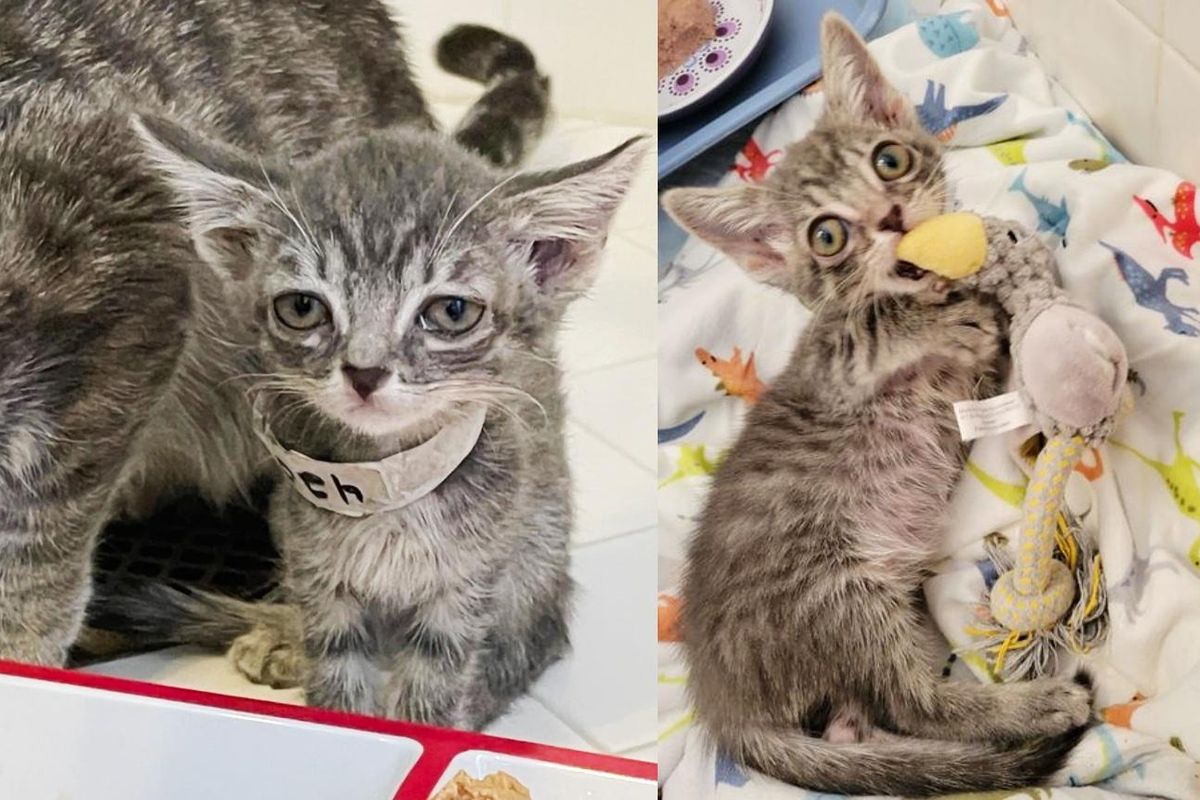 Clock the Kitten is the Smallest Yet Bravest, She's So Happy When She Finally Has a Comfy Home
