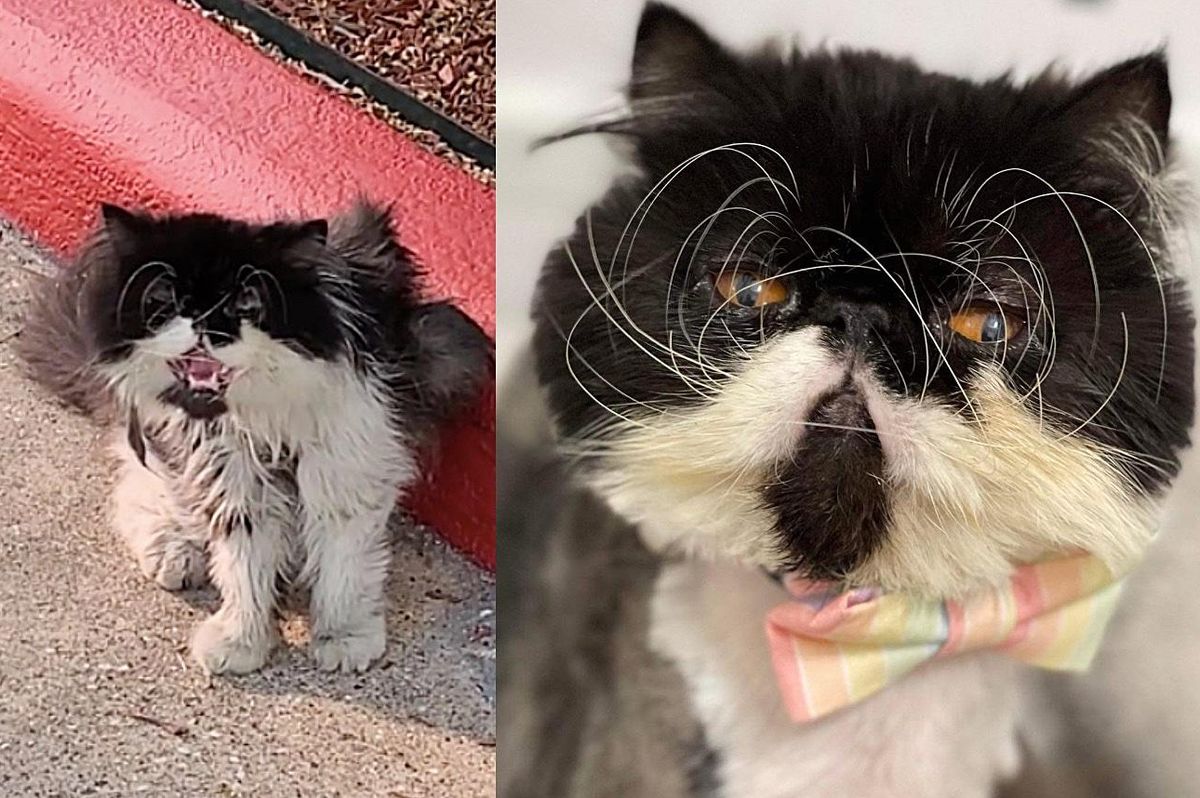 Cat Seeking Attention Outside a Hotel is Ready to Leave the Outdoors Once and for All