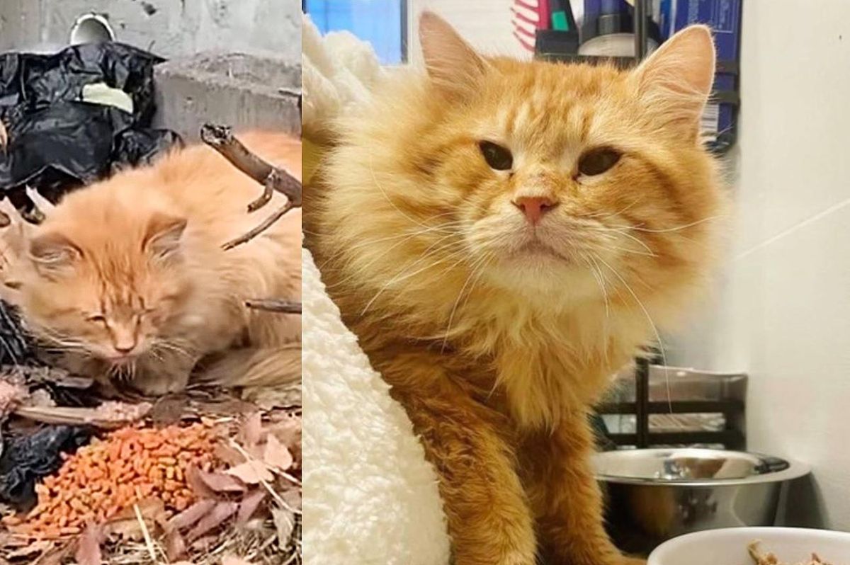 Cat Lives Outside and Sleeps on Leaves Until He Runs into People that Change His Life