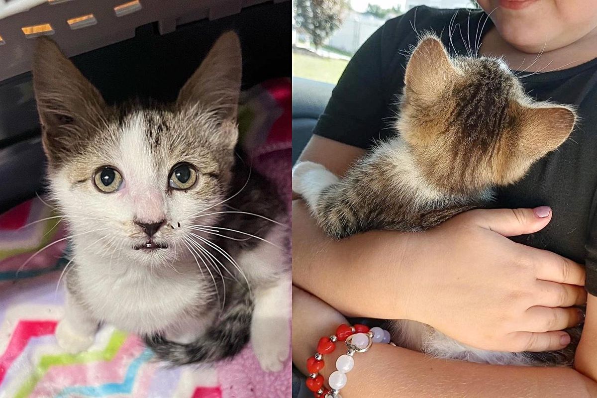 Kitten Runs Towards Traffic Near School, Instantly Calms Down in the Arms of a Young Cat Whisperer