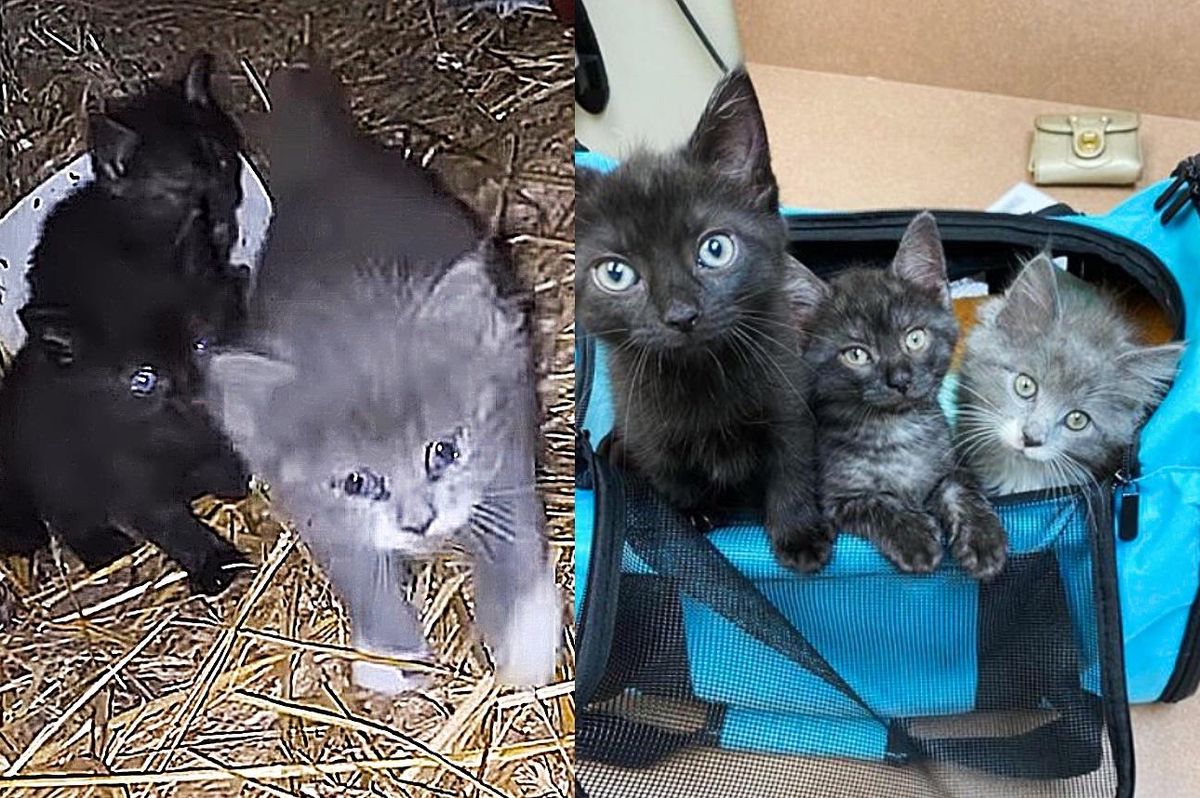 Woman Finds 3 Kittens Running Right Up to Her, and Knows They Need Her Help