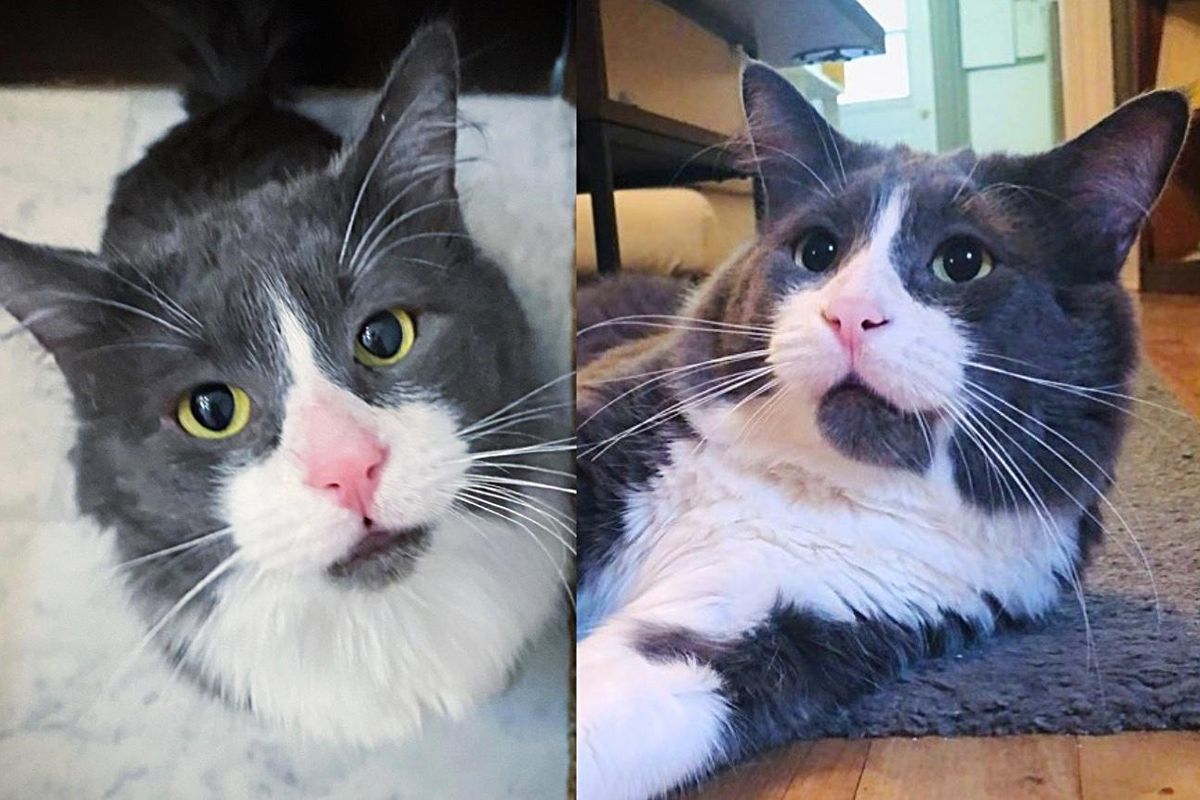 Cat Comes Back to People that Were Kind to Him, and is Ready to Move In After Years Outside