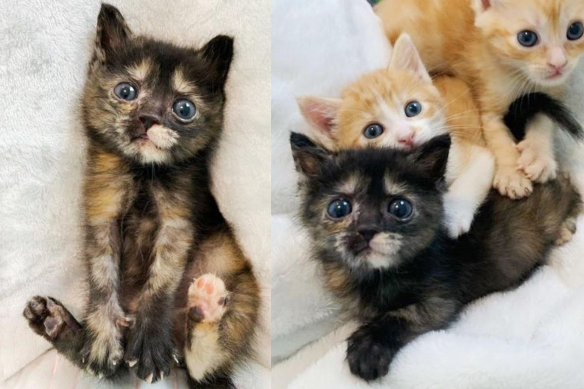 Kitten Goes from Stumbling Around to Running and Jumping Again in Just a Few Weeks