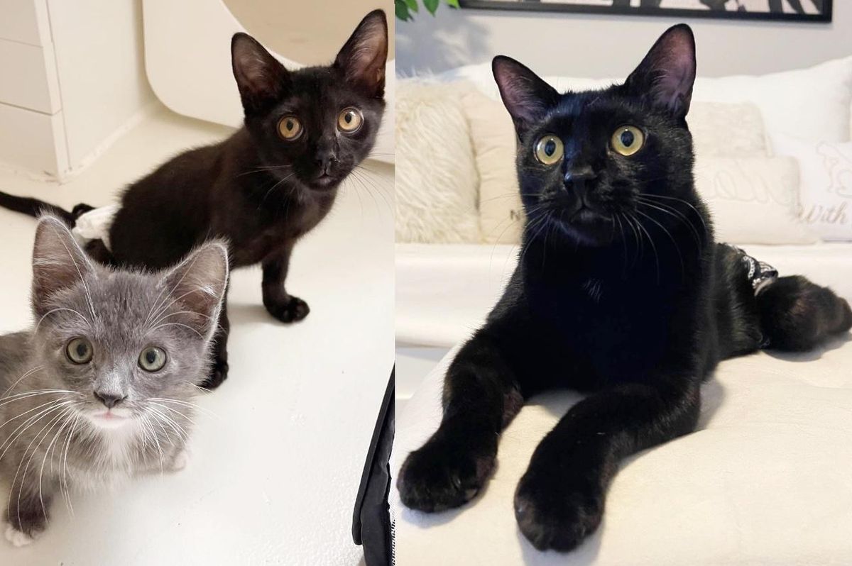 Cat Found in a Warehouse Gives His Best Poses Hoping to Land a Dream Home After 1.5 Years