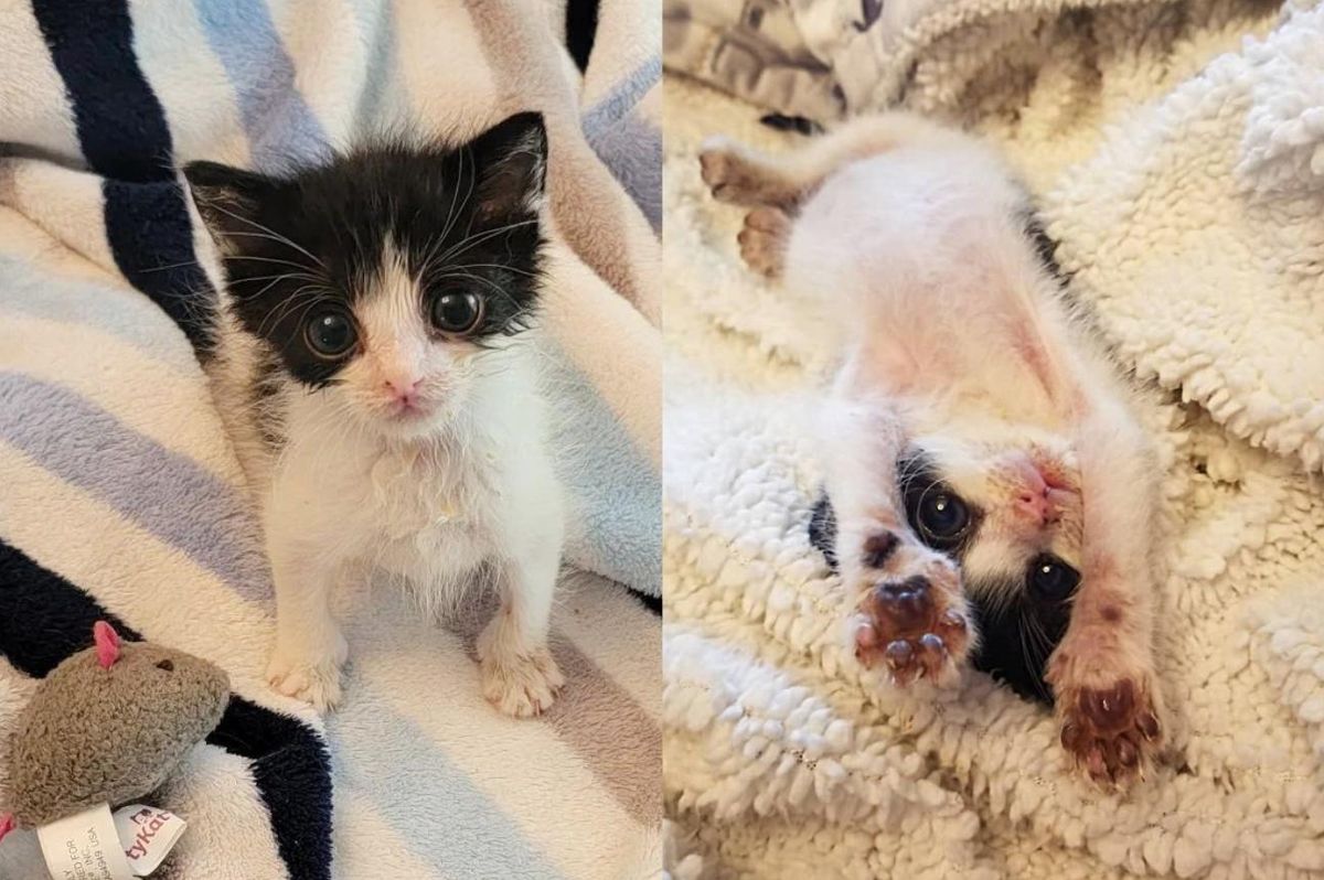 Kitten 'Screams' Endearingly at the Person that Cares for Him Every Day Until He Gets Back on His Paws