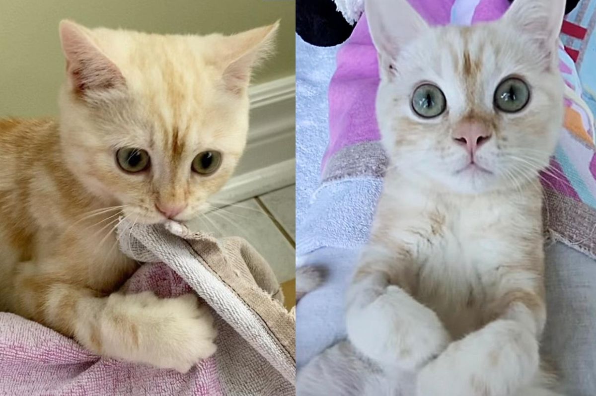 Kitten Talks to the Person Who Cares for Him Every Day, and Becomes a Blanket Snuggler