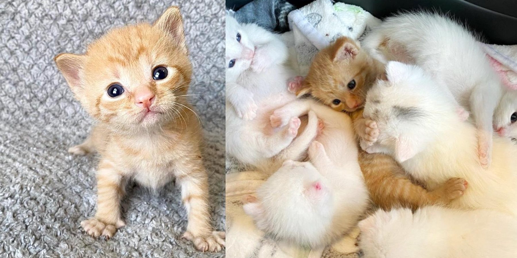 Kittens Arrive at a Family for a Second Chance, the Ginger Kitten is the Most Opinionated of All - Love Meow