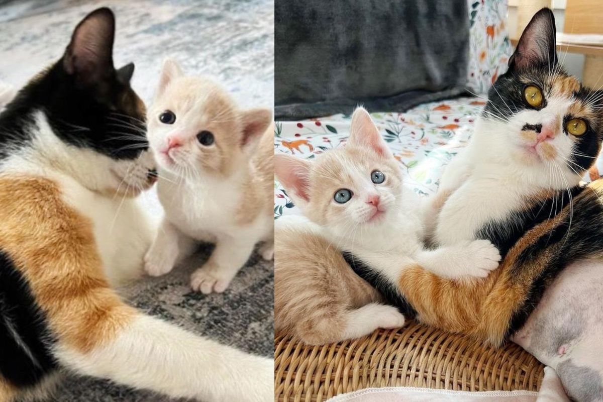 Cat Has Never Lost Focus on Caring for Her Kitten After They Were Found Together Outside