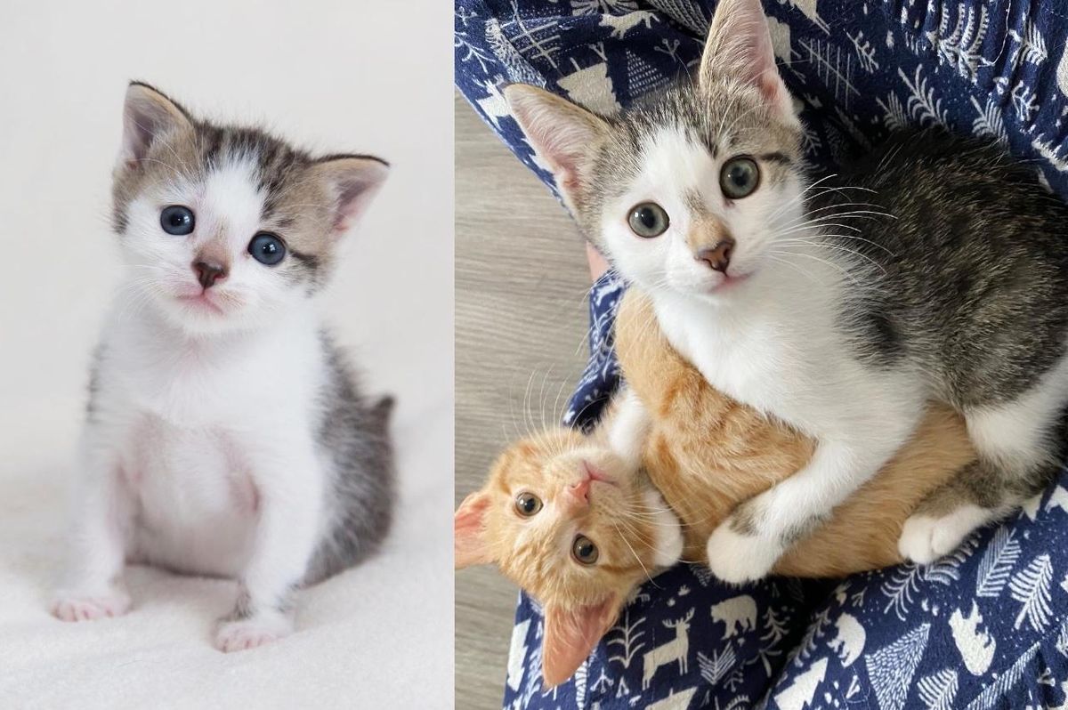 Kitten Who Was Accepted by Other Cats, Starts to Hug Them and Look Out for Them