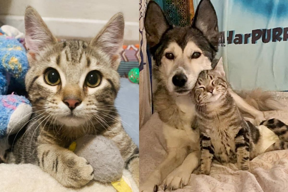 Kitten Scoots Over to Doting Dog and Rubs Up Against Her After Being Found Outside
