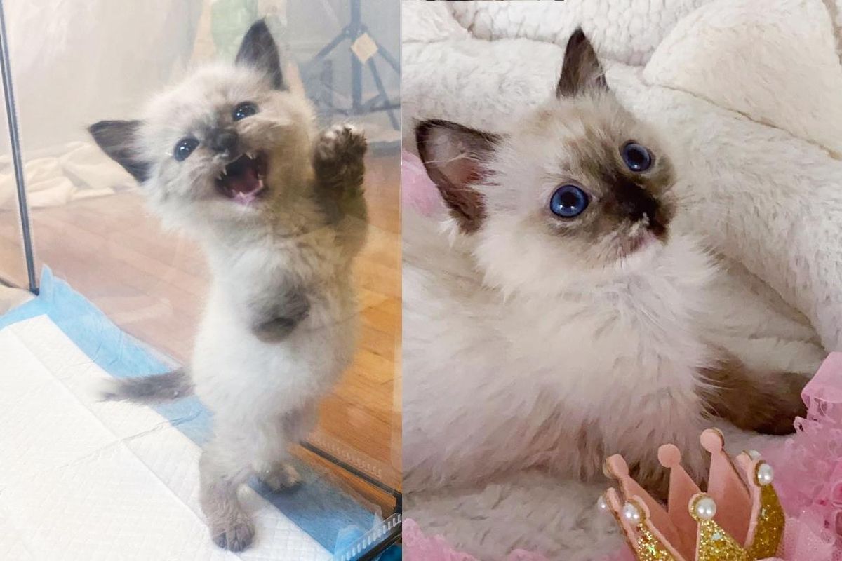Kitten Has 3 Paws, Doesn't Let Anything Slow Her Down, Is Determined to Win Over Everyone