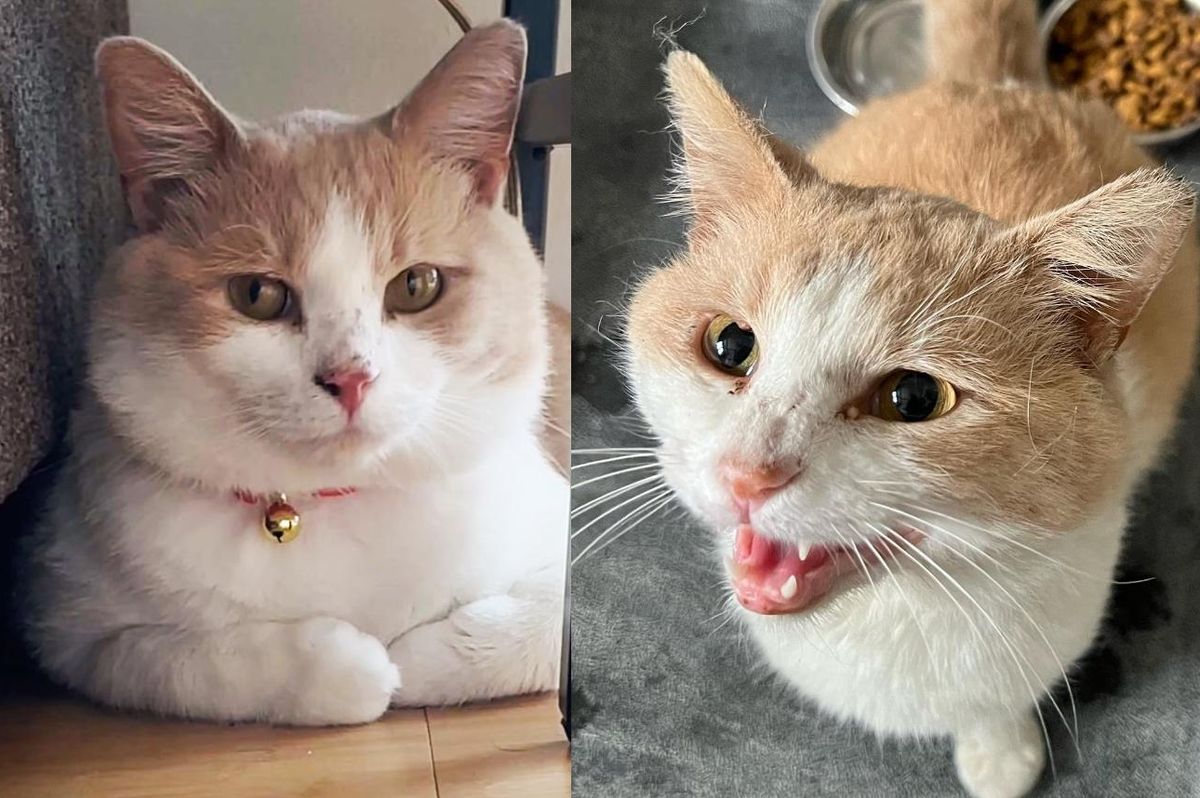 Cat Wanders into the Backyard of a Shelter Crying for Attention Until Someone Lets Him in