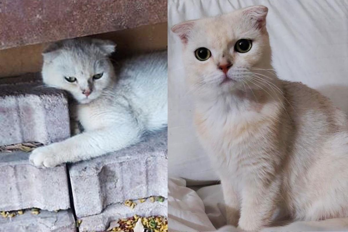 Cat Found Hanging onto Construction Stones Outside Now Can Snuggle Soft Blankets Every Day