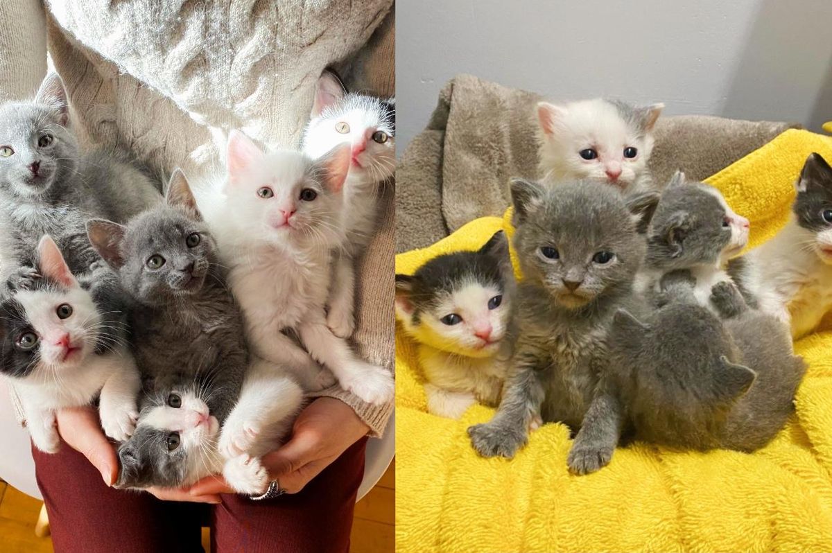Six Kittens Found without a Mother Now Have Someone to Raise Them All Together