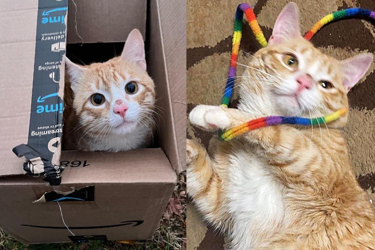 Cat Spotted in a Box Outside Ends Up Finding the Perfect Place to Call Home in Record Time