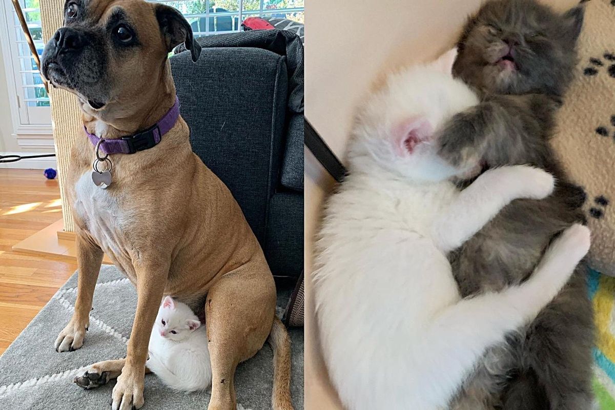 Coconut the Kitten Arrives as Bottle Baby, Decides to Go Around Giving Other Cats and Dogs Affection