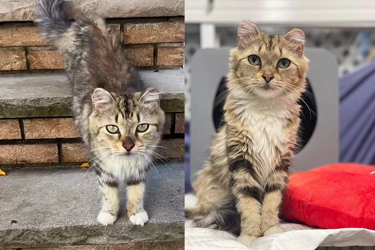 Cat Comes Up to People for Help After Living Outside for a Long Time, and Ready for Change