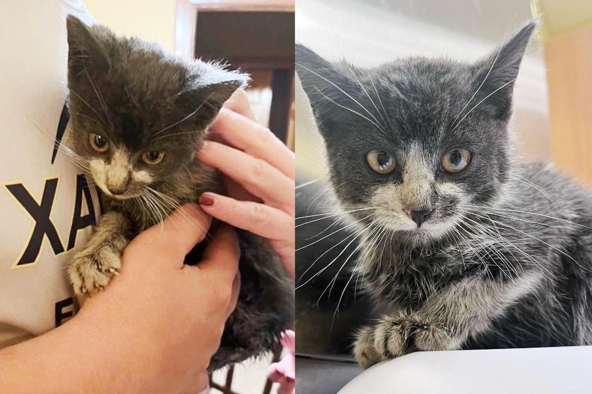 Smokey the Kitten Jumps on a Fire Truck During a Fire and is Discovered at the Station the Next Day