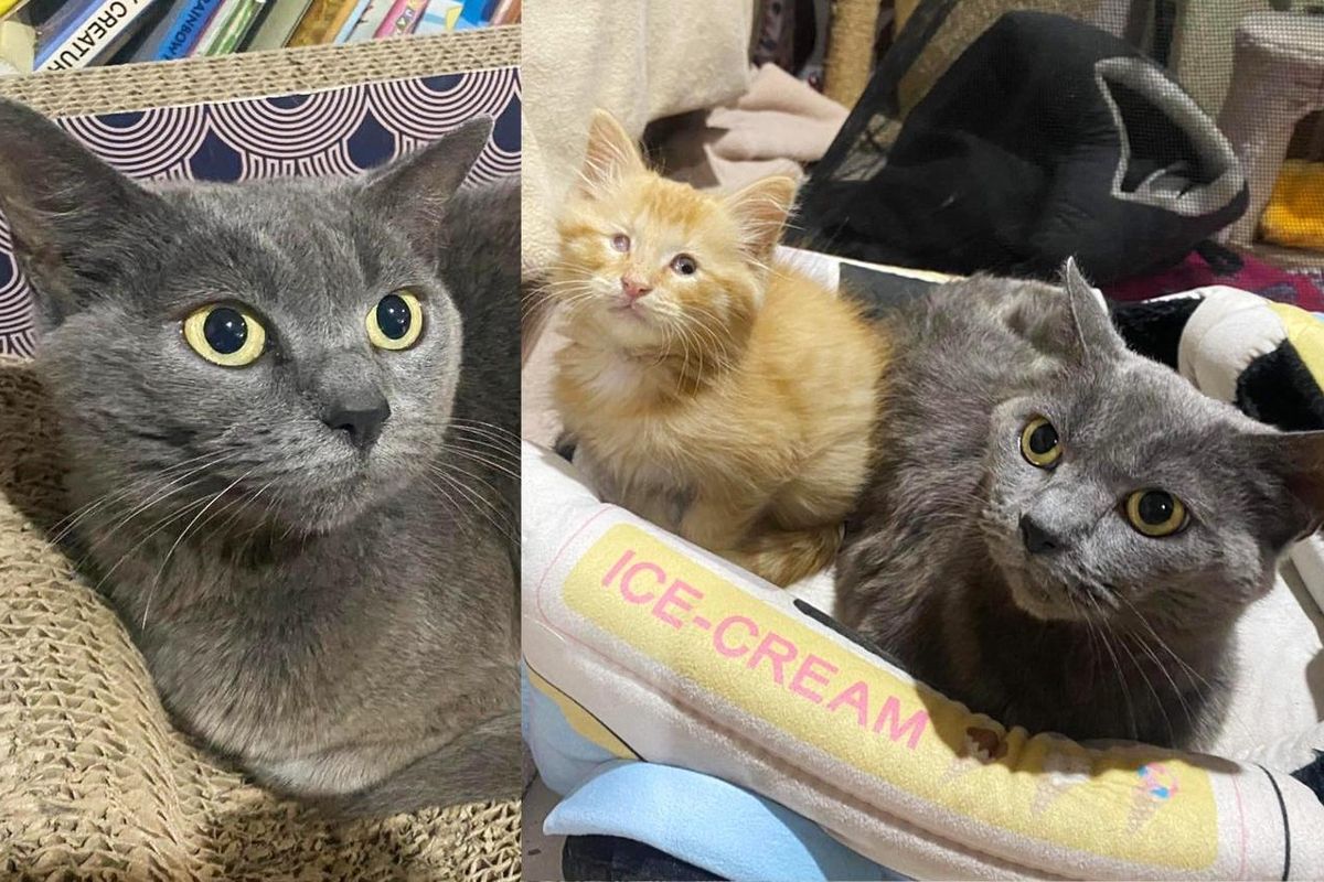 Kitten Runs Around without Sight and Finds a Cat To Look Out for Him as His New Mother