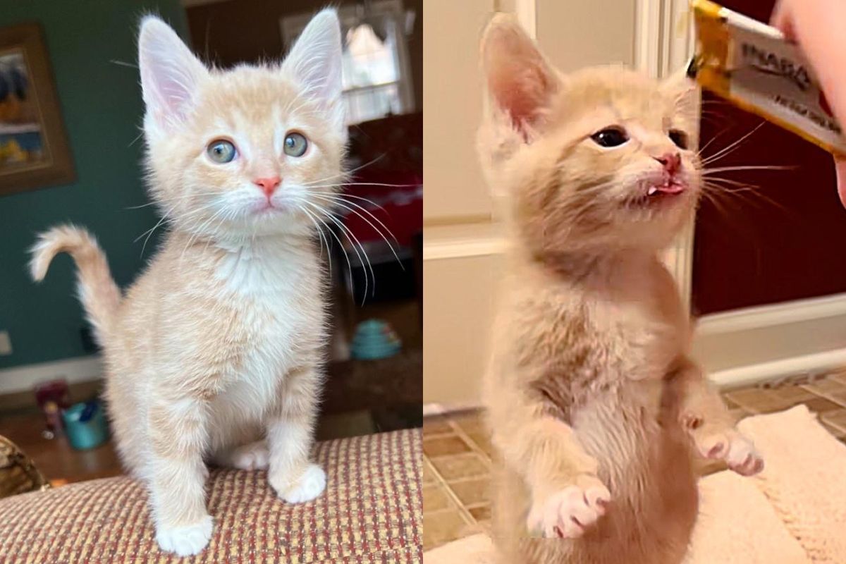 Kitten Has Never Missed a Single Meal Since the Day He Was Rescued as a Hungry Orphaned Baby