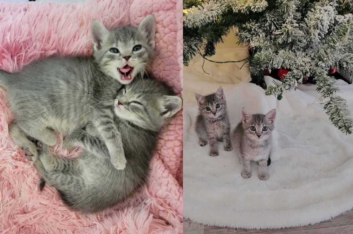 Kittens Went from Being Spotted at Construction Site to Having Their Own Christmas Tree and Living the Dream