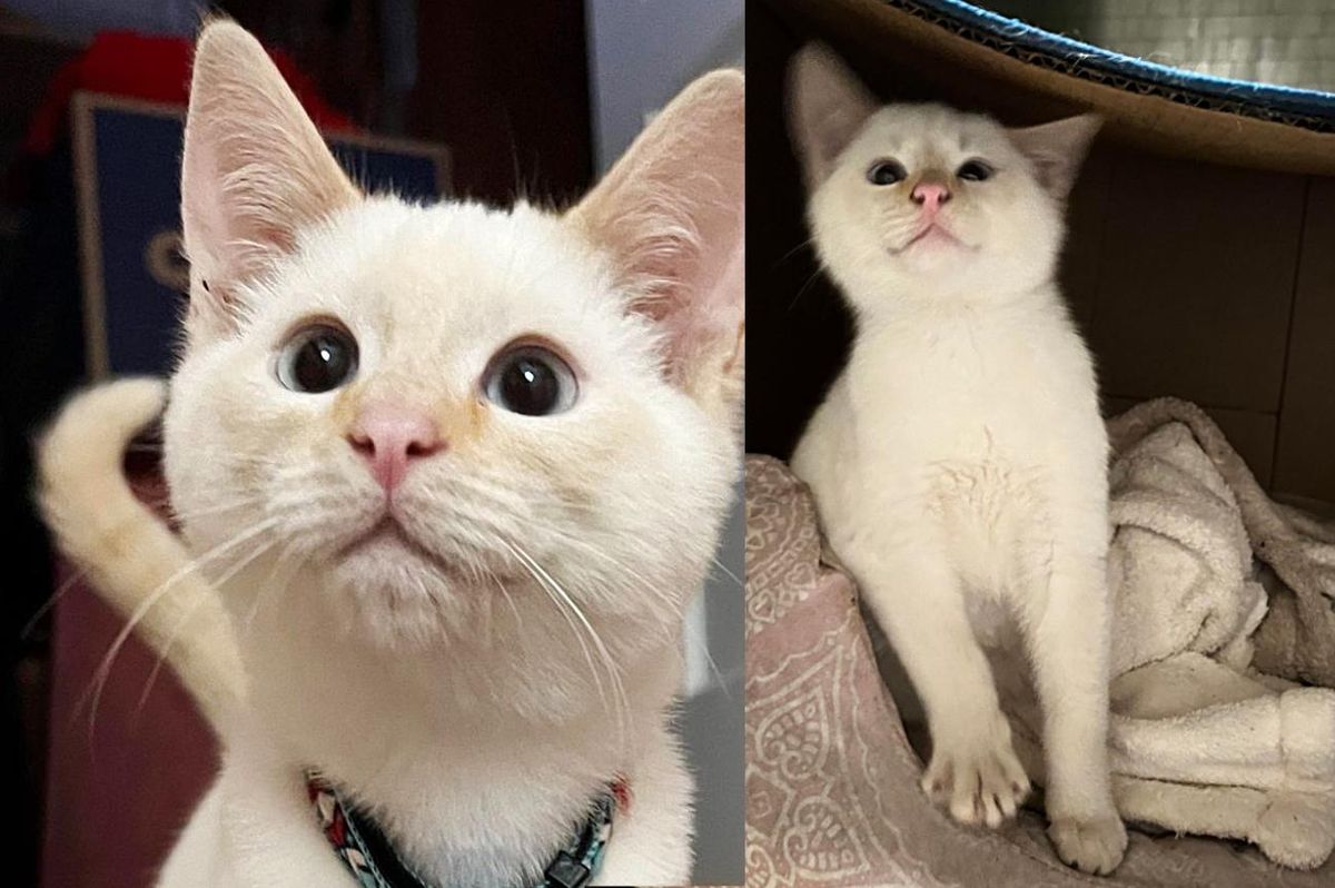 Stray Kitten Stays on Backyard Patio and Decides to Wait for Someone to Come Pick Him Up