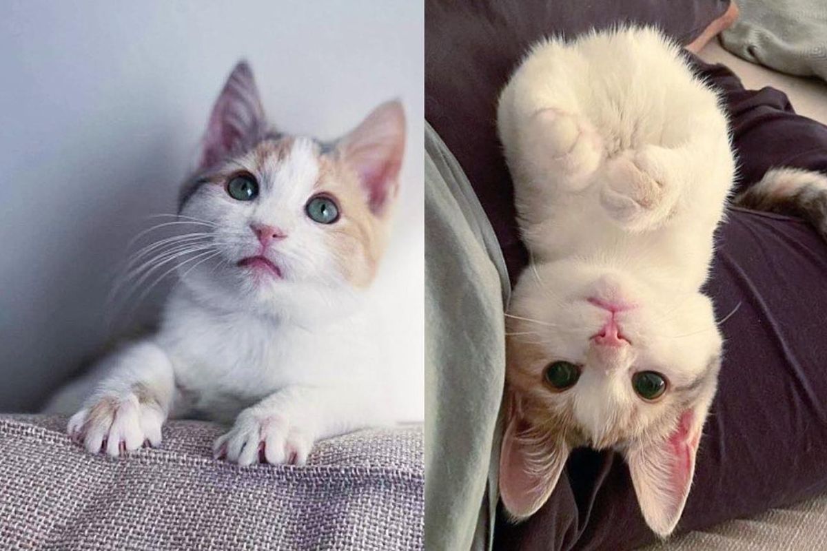 Kitten Appears at the Entrance of a Home Asking for Help One Day and Never Looks Back