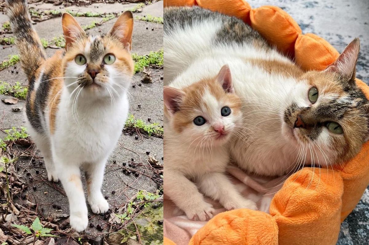 Stray Cat Leads Store Owner to Kitten During the Cold, Now They Have New Year in Comfort and Warmth