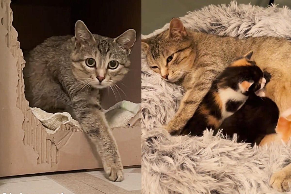 Cat Learns to Live Indoors and Be Brave from House Cat Right Before Giving Birth
