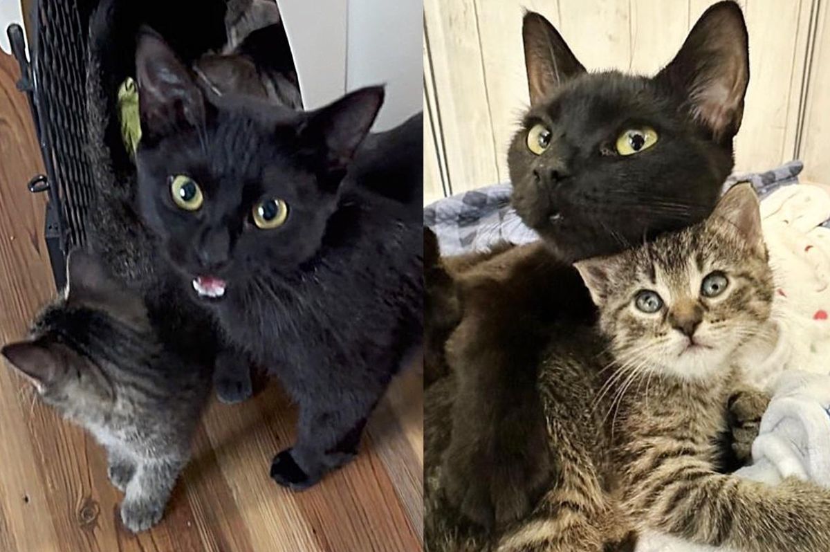 Cat Raised a Litter of Six and One Bonus Kitten, Now It's Her Turn to Be Someone's Baby