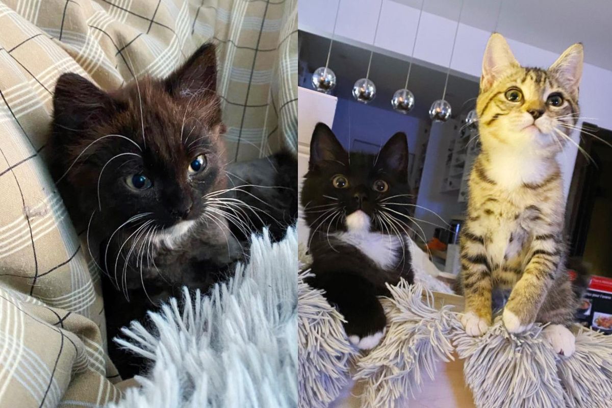 Kitten Roaming on Farmland Alone is Grateful Someone Notices Her and Finds Her Littermate too