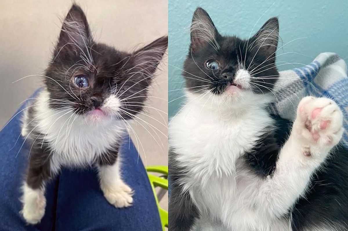 Kitten Born with One Eye Comes Up to People Wanting Help So She Can Live a Full Life