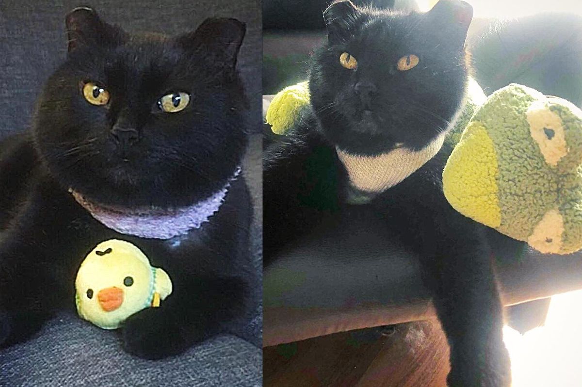 Cat Waits Outside a Home and Decides to Move in, Now He Has Many Things to Cuddle