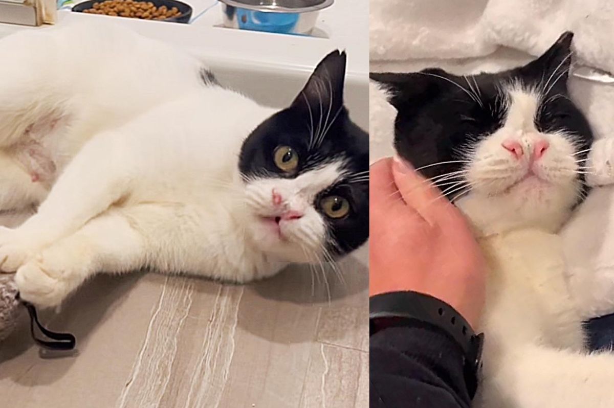 Peppa the Cat Starts to Shine Knowing She'll Never Have to Return to the Outdoors