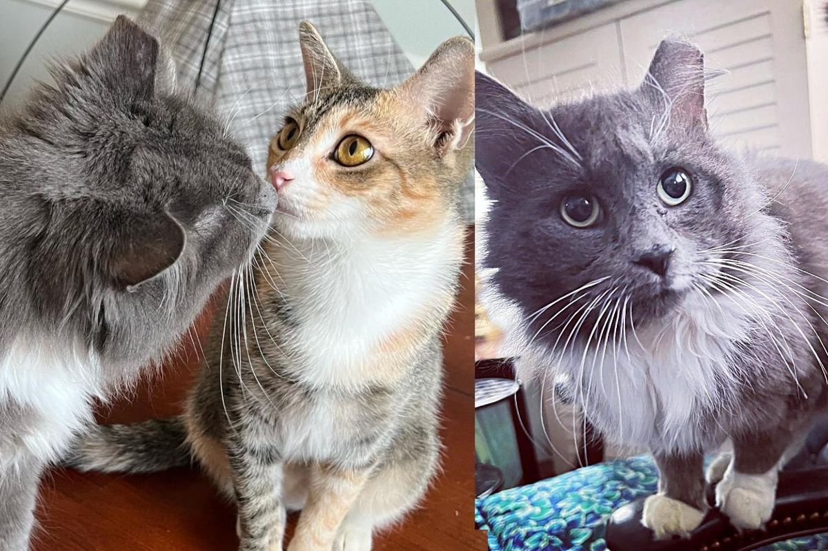 Stray Cat Can't Stand Other Cats But is Smitten the Minute He Meets a Kitten