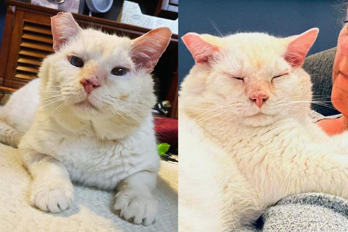 Cat Comes Knocking on Someone's Door and Ready to Be Picked Up, He's Turned into Big Mushy Hugger