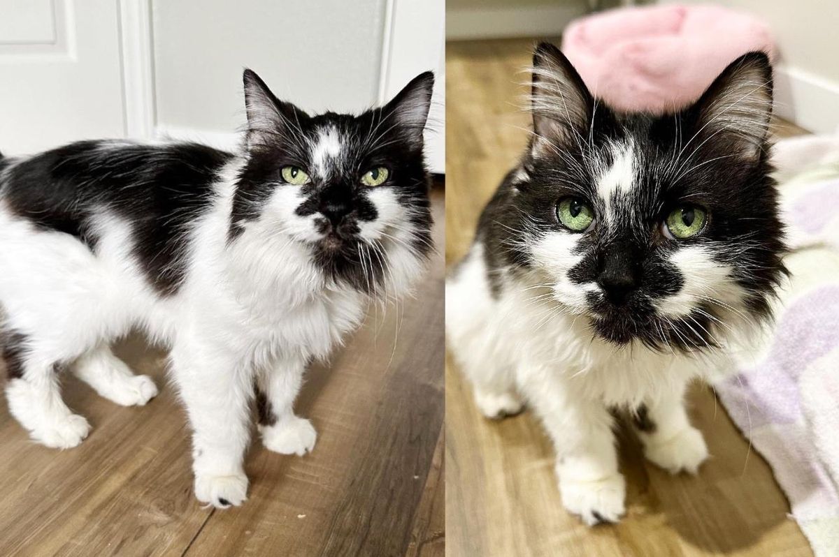 Cat Left in Parking Spot is Thankful to Couple for Opening their Home, She Turns Out to Be 'Total Treasure'