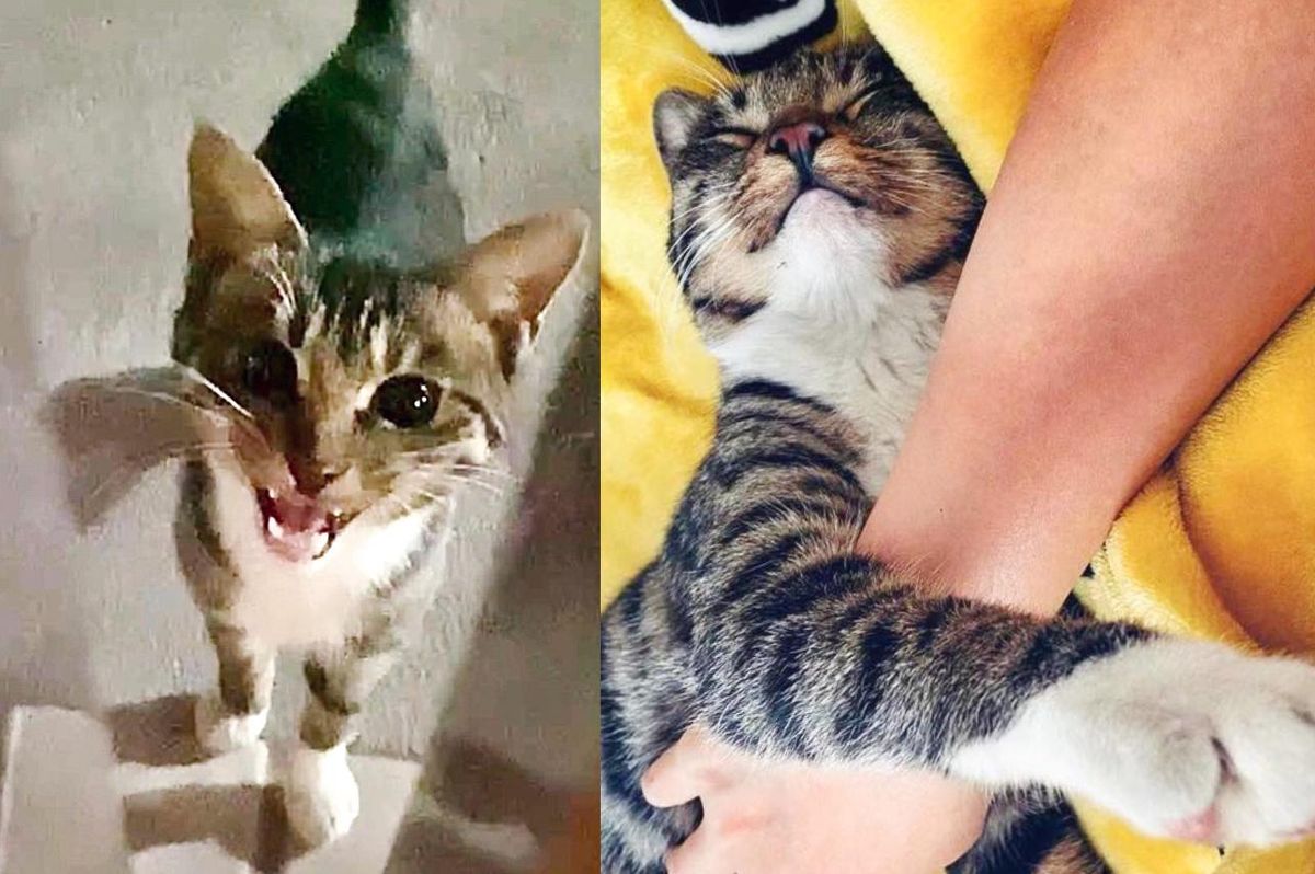 Stray Kitten Greets Woman and Tags Along with Her Each Day Until His Wish Comes True