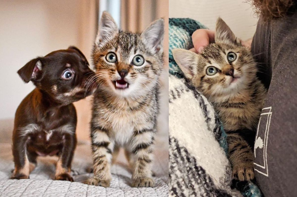 Kitten Nestles into People After Running into Their Carport, She Goes on to Help Other Animals Like Her