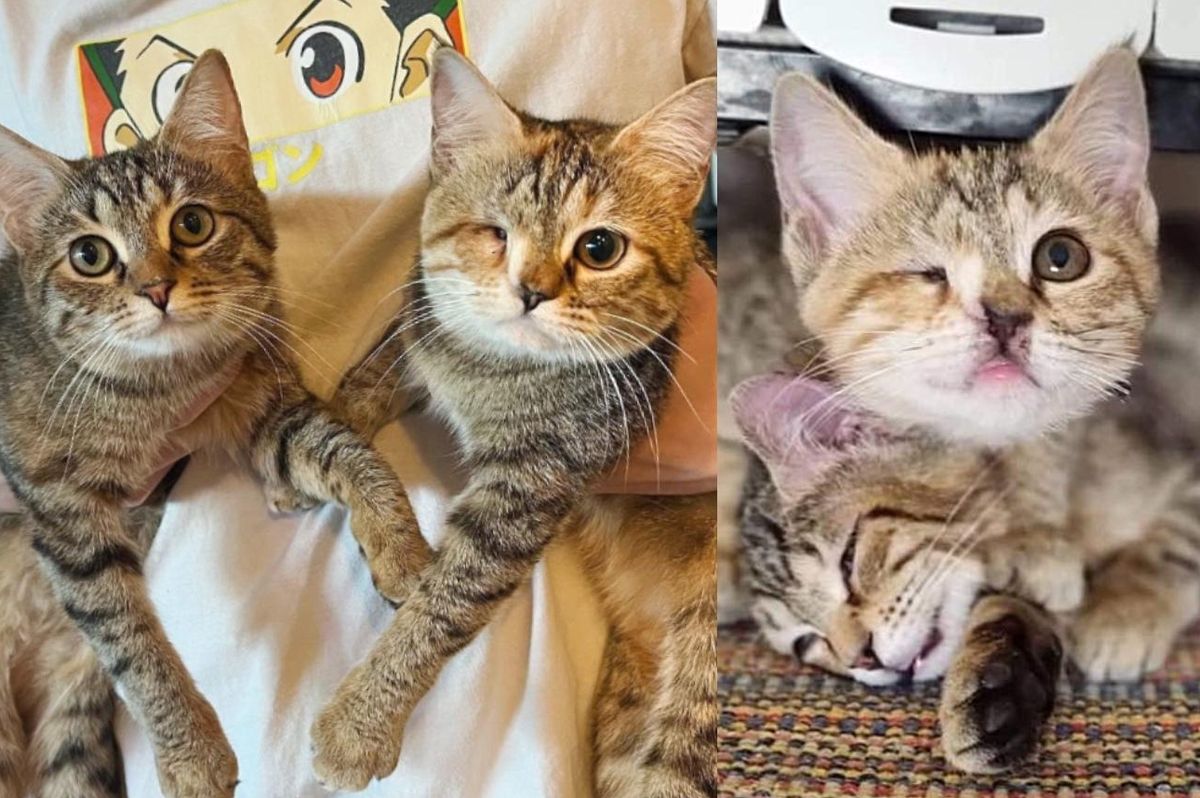 Kittens Found Living on the Streets Travel to Another Continent to Find Dream Home Together