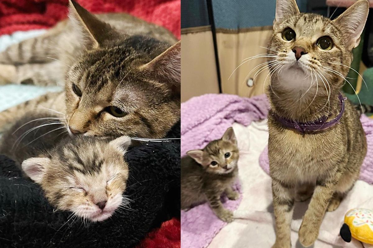 Kitten Follows Cat Everywhere Trying to Keep Up After Their Lives Have Been Turned Around