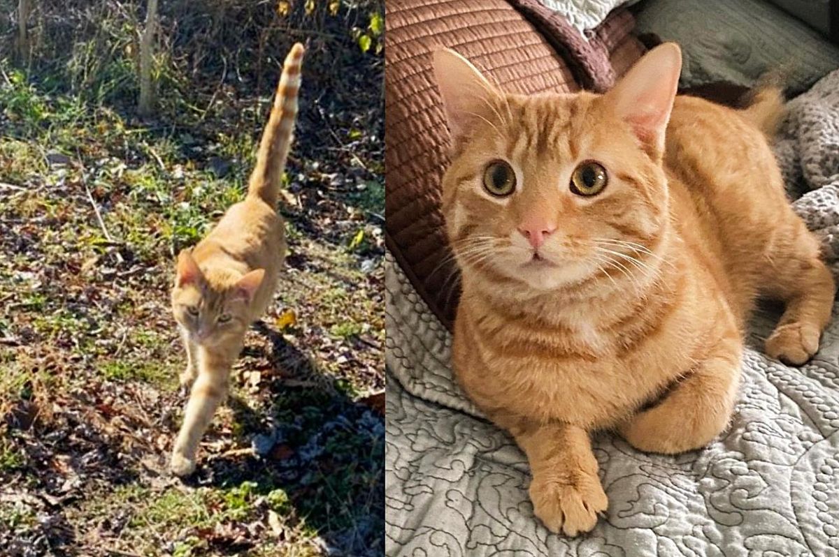 Cat Steps Out of the Bushes When He Finds Someone Who Won't Give Up on Him