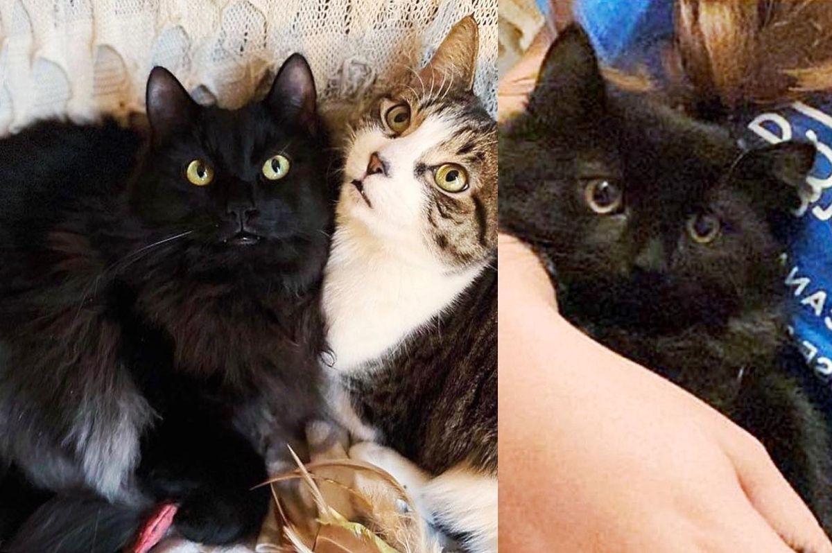 Kitten Stops by Family Garden and Comes Back Weeks Later with a Friend, Ready for Change
