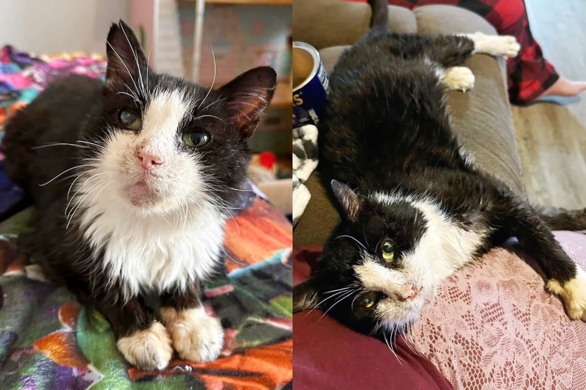 Cat Wandering Around Motel Hops into a Car Seeking Help, His Life is Changed Forever