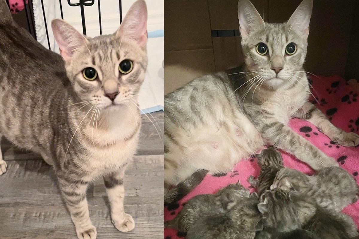 Cat 'Thanks' Family for Bringing Her into Their House, Days Later She Has Kittens in Warm Bed