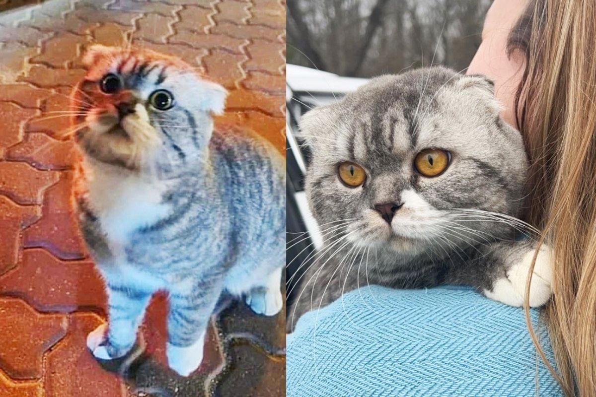 Cat Walks Around the Street Asking for Help, and Later Travels Across the Ocean to Be with His Person