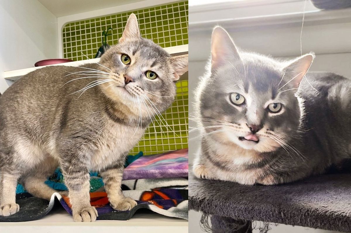 Cat Arrived at Shelter 4 Months Ago, Charms People with His Good Looks, Hoping His Lucky Day will Come Soon