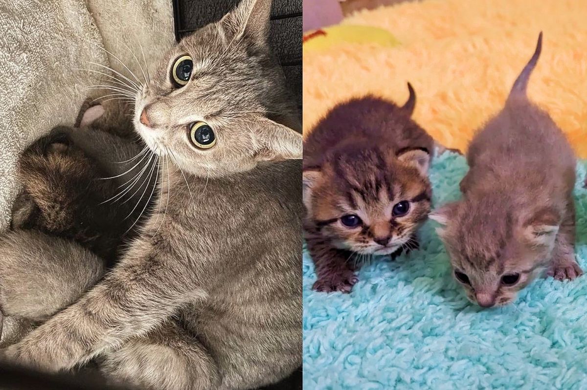 Cat with 4 Mouths to Feed Now Has a Comfy Place for Her Kittens, She Starts to Relax and Trust